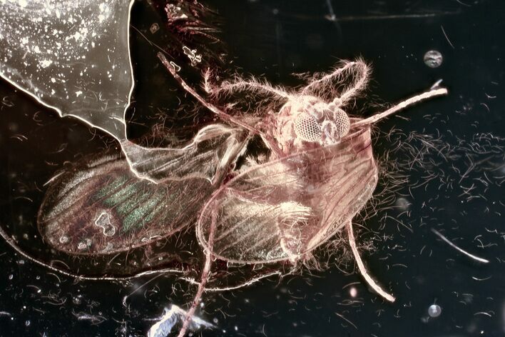 Fossil Moth Fly (Psychodidae) In Baltic Amber #381339